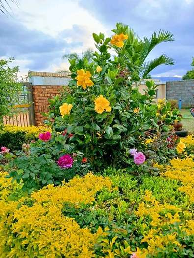 Flowering hibiscus and shrub bed — by Kellyscappers Central