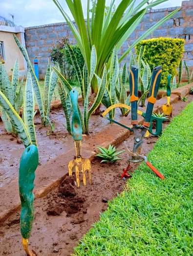 Hand tools in sansevieria bed — by Kellyscappers Central