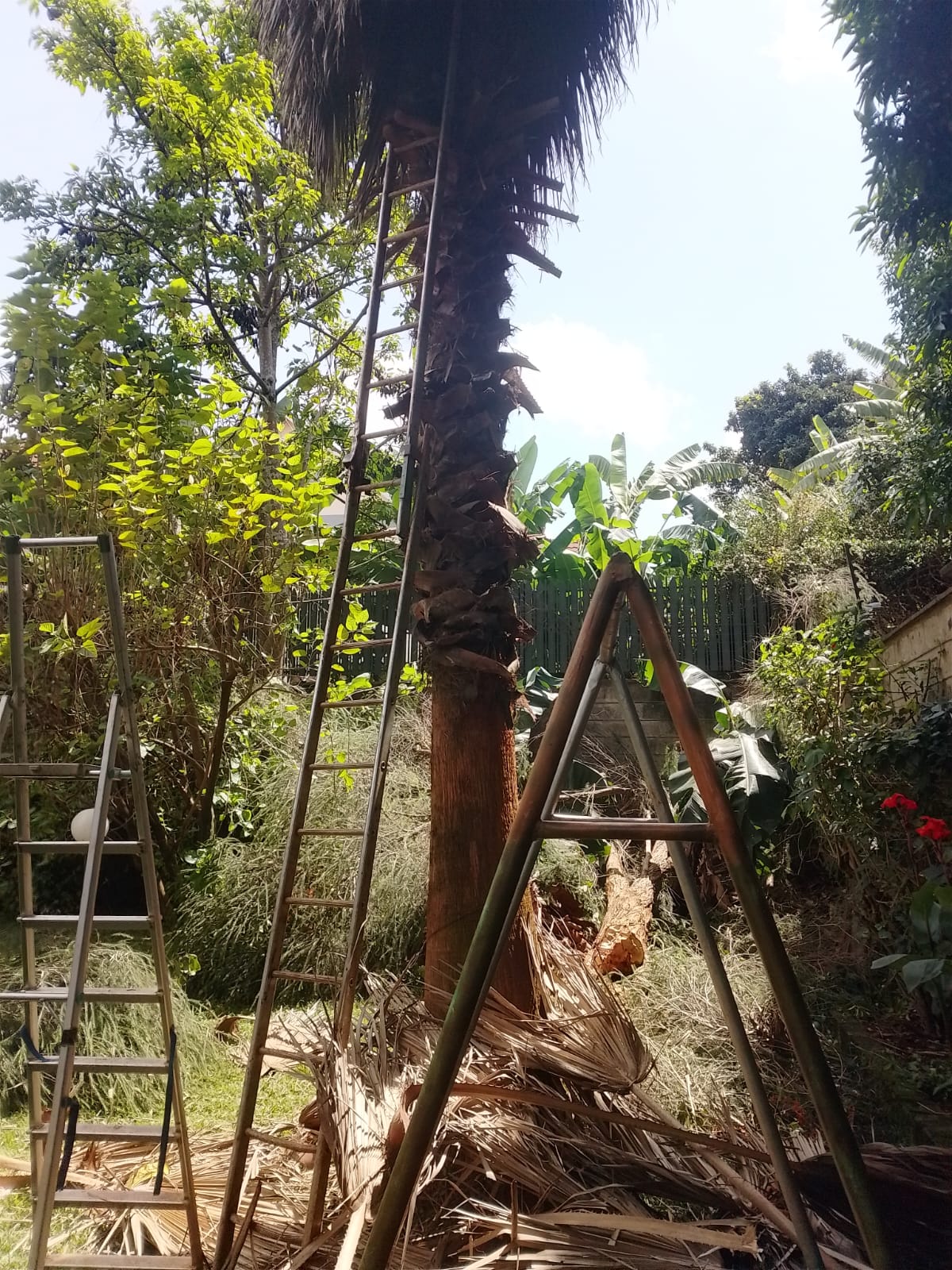 Palm Cleaning — Kellyscappers Central