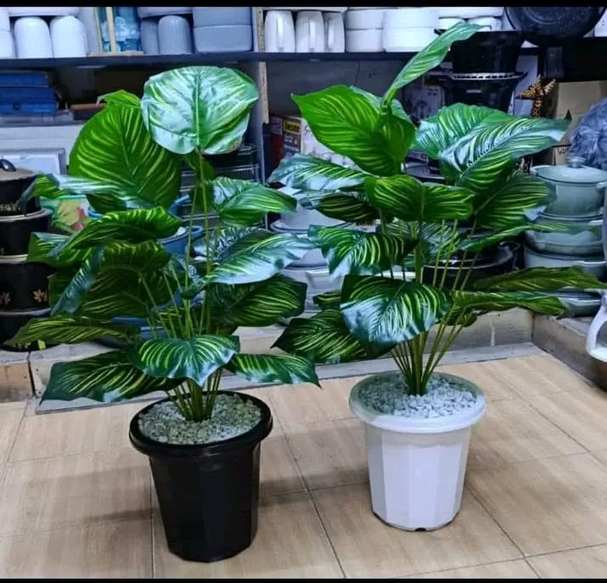 Calathea plants in black and white pots — by Kellyscappers Central