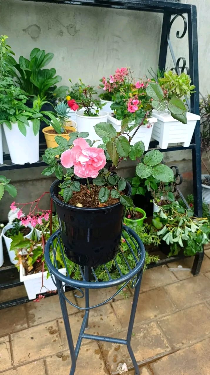 Potted Plants — Kellyscappers Central